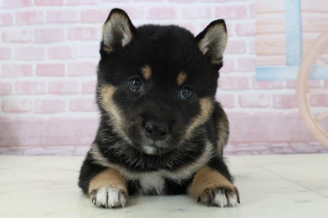 福岡県の豆柴 (Coo&RIKU黒崎店/2025年12月13日生まれ/男の子/黒)の子犬の1枚目の画像