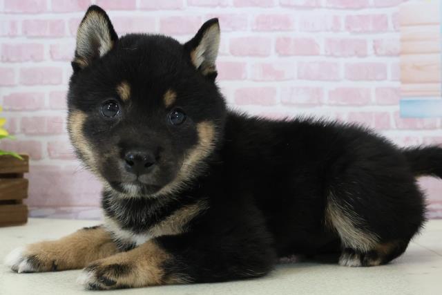 福岡県の豆柴 (Coo&RIKU黒崎店/2025年12月13日生まれ/男の子/黒)の子犬の3枚目の画像