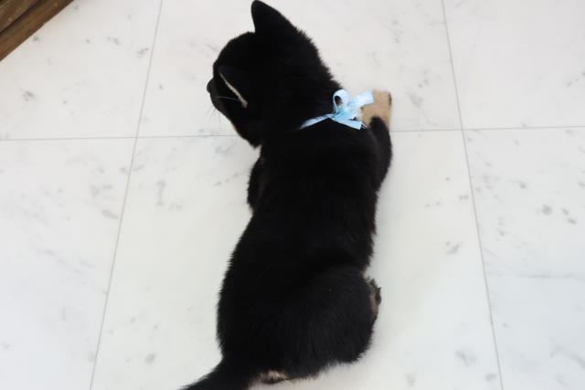 福岡県の豆柴 (Coo&RIKU黒崎店/2025年12月13日生まれ/男の子/黒)の子犬の4枚目の画像