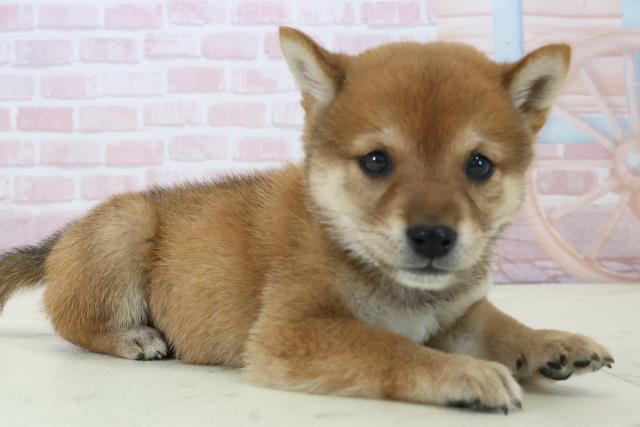 福岡県の豆柴 (Coo&RIKU福岡西店/2025年12月13日生まれ/男の子/赤)の子犬の2枚目の画像