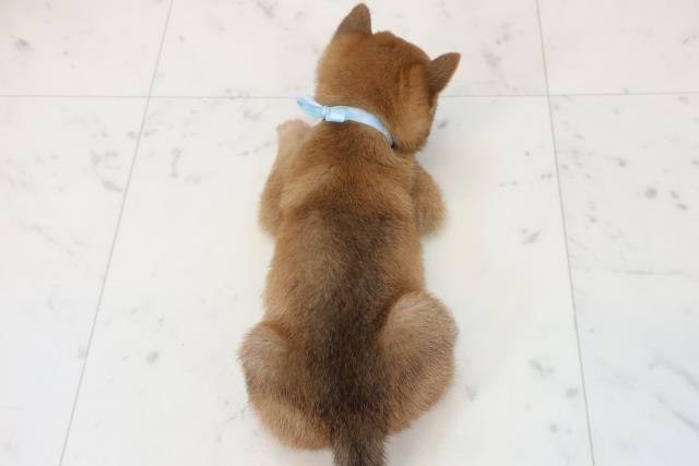 福岡県の豆柴 (Coo&RIKU福岡西店/2025年12月13日生まれ/男の子/赤)の子犬の4枚目の画像