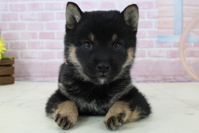 福岡県の豆柴 (Coo&RIKU行橋店/2025年12月13日生まれ/女の子/黒)の子犬の1枚目の画像