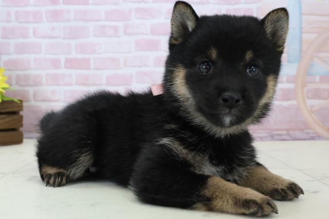 福岡県の豆柴 (Coo&RIKU行橋店/2025年12月13日生まれ/女の子/黒)の子犬の2枚目の画像