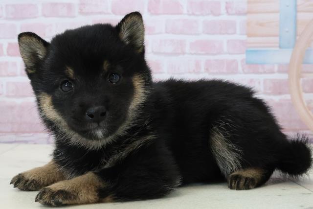 福岡県の豆柴 (Coo&RIKU行橋店/2025年12月13日生まれ/女の子/黒)の子犬の3枚目の画像