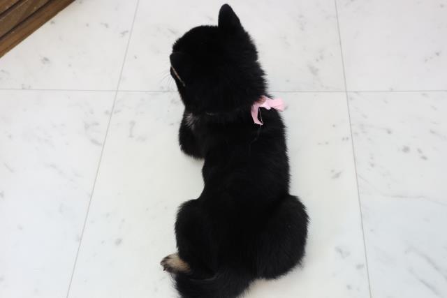 福岡県の豆柴 (Coo&RIKU行橋店/2025年12月13日生まれ/女の子/黒)の子犬の4枚目の画像