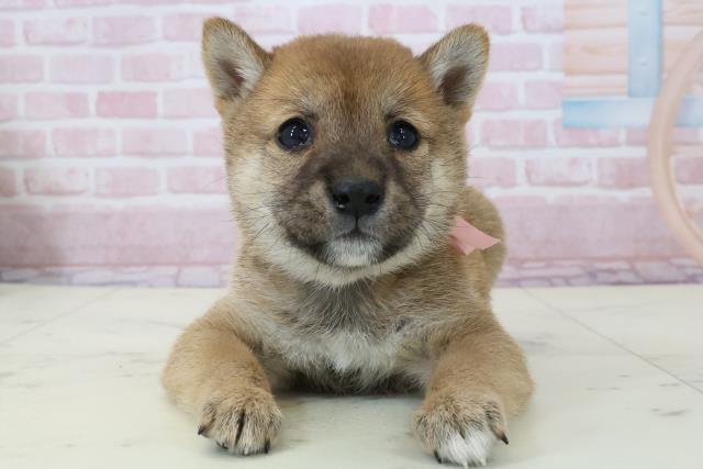 宮崎県の豆柴 (Coo&RIKU宮崎店/2025年12月13日生まれ/女の子/赤)の子犬の1枚目の画像