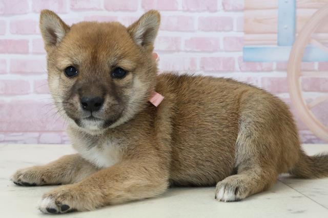 宮崎県の豆柴 (Coo&RIKU宮崎店/2025年12月13日生まれ/女の子/赤)の子犬の3枚目の画像