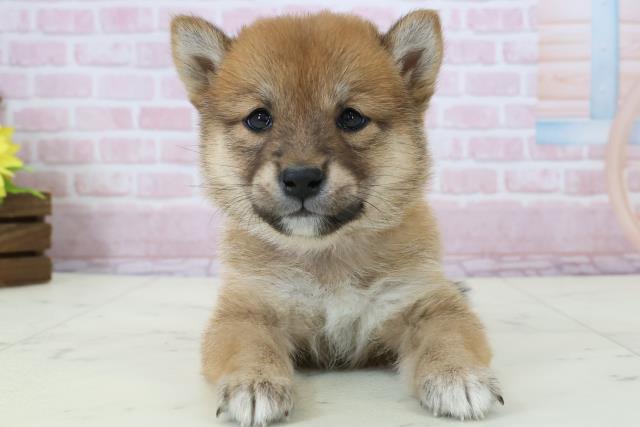 鹿児島県の豆柴 (Coo&RIKU霧島店/2025年12月13日生まれ/女の子/赤)の子犬の1枚目の画像