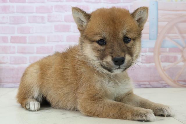 鹿児島県の豆柴 (Coo&RIKU霧島店/2025年12月13日生まれ/女の子/赤)の子犬の2枚目の画像