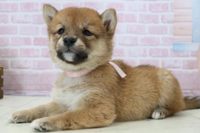 鹿児島県の豆柴 (Coo&RIKU霧島店/2025年12月13日生まれ/女の子/赤)の子犬の3枚目の画像