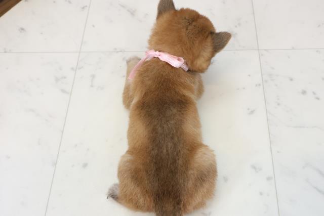 鹿児島県の豆柴 (Coo&RIKU霧島店/2025年12月13日生まれ/女の子/赤)の子犬の4枚目の画像