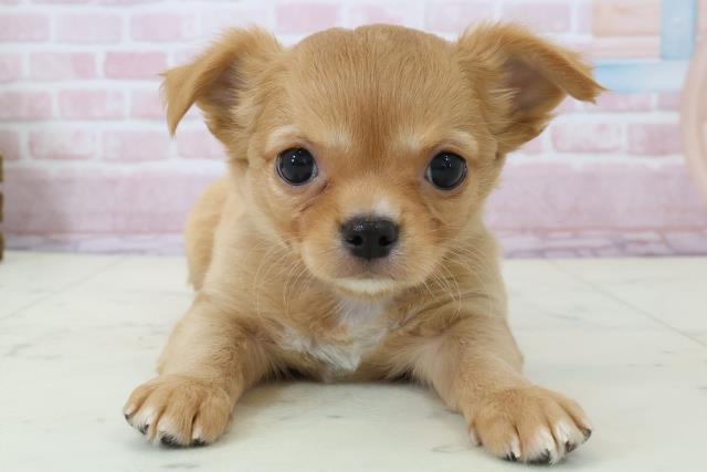 大分県のチワワ(ロング) (Coo&RIKU大分店/2025年12月13日生まれ/男の子/レッド)の子犬の1枚目の画像