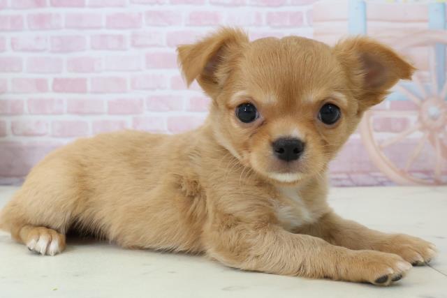 大分県のチワワ(ロング) (Coo&RIKU大分店/2025年12月13日生まれ/男の子/レッド)の子犬の2枚目の画像