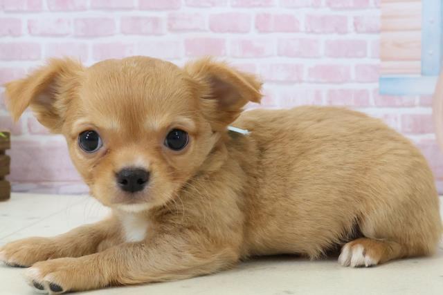 大分県のチワワ(ロング) (Coo&RIKU大分店/2025年12月13日生まれ/男の子/レッド)の子犬の3枚目の画像