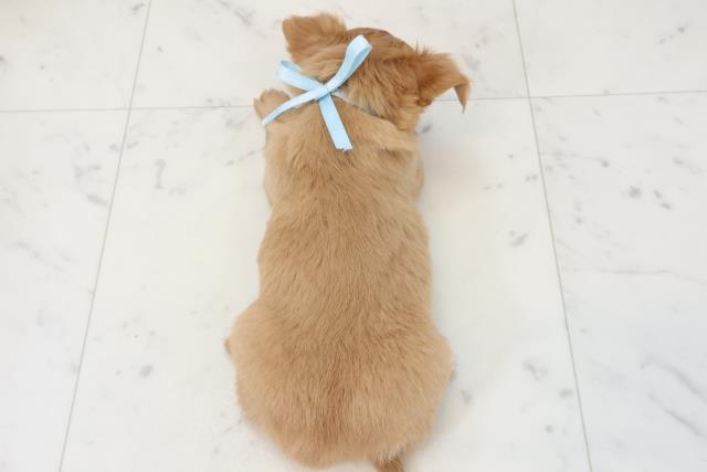 大分県のチワワ(ロング) (Coo&RIKU大分店/2025年12月13日生まれ/男の子/レッド)の子犬の4枚目の画像