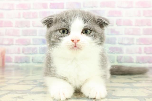 新潟県のスコティッシュフォールド (Coo&RIKU新潟西店/2025年12月14日生まれ/男の子/ブルーホワイト)の子猫の1枚目の画像