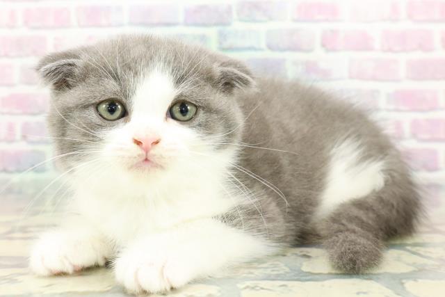 新潟県のスコティッシュフォールド (Coo&RIKU新潟西店/2025年12月14日生まれ/男の子/ブルーホワイト)の子猫の2枚目の画像