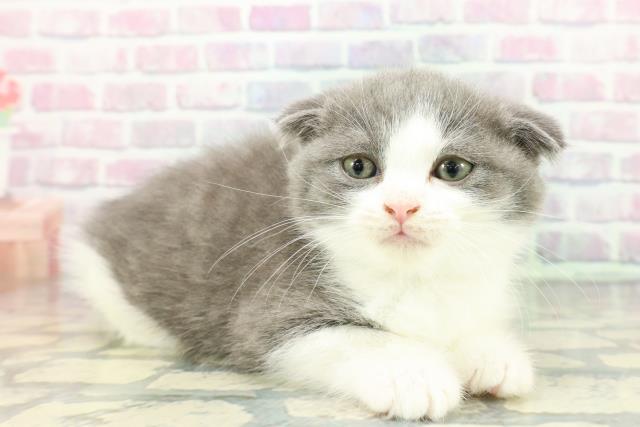 新潟県のスコティッシュフォールド (Coo&RIKU新潟西店/2025年12月14日生まれ/男の子/ブルーホワイト)の子猫の3枚目の画像