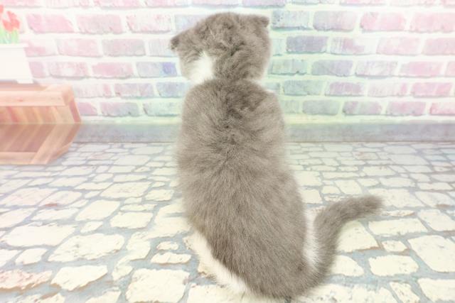 新潟県のスコティッシュフォールド (Coo&RIKU新潟西店/2025年12月14日生まれ/男の子/ブルーホワイト)の子猫の4枚目の画像