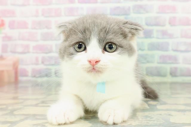 東京都のスコティッシュフォールド (Coo&RIKU江戸川店/2025年12月14日生まれ/男の子/ブルーホワイト)の子猫の1枚目の画像