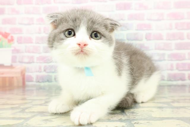 東京都のスコティッシュフォールド (Coo&RIKU江戸川店/2025年12月14日生まれ/男の子/ブルーホワイト)の子猫の2枚目の画像
