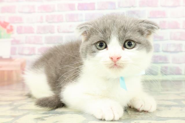 東京都のスコティッシュフォールド (Coo&RIKU江戸川店/2025年12月14日生まれ/男の子/ブルーホワイト)の子猫の3枚目の画像