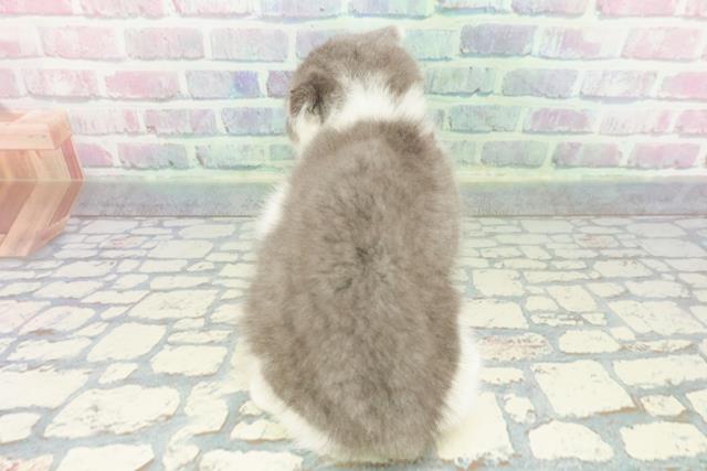 東京都のスコティッシュフォールド (Coo&RIKU江戸川店/2025年12月14日生まれ/男の子/ブルーホワイト)の子猫の4枚目の画像