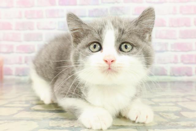 北海道のスコティッシュフォールド (Coo&RIKU釧路店/2025年12月14日生まれ/男の子/ブルーホワイト)の子猫の3枚目の画像