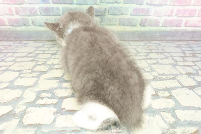 北海道のスコティッシュフォールド (Coo&RIKU釧路店/2025年12月14日生まれ/男の子/ブルーホワイト)の子猫の4枚目の画像