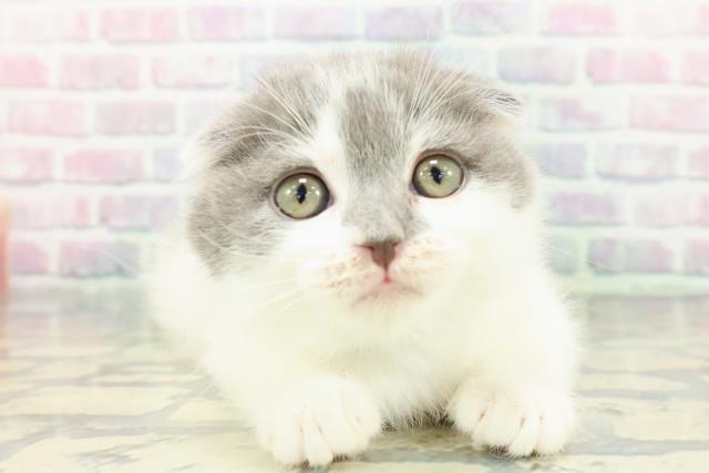 東京都のスコティッシュフォールド (Coo&RIKU秋葉原店/2025年12月14日生まれ/男の子/ブルーホワイト)の子猫の1枚目の画像