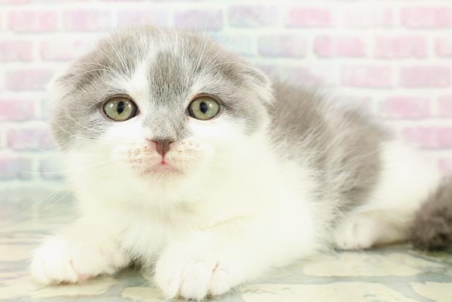 東京都のスコティッシュフォールド (Coo&RIKU秋葉原店/2025年12月14日生まれ/男の子/ブルーホワイト)の子猫の2枚目の画像