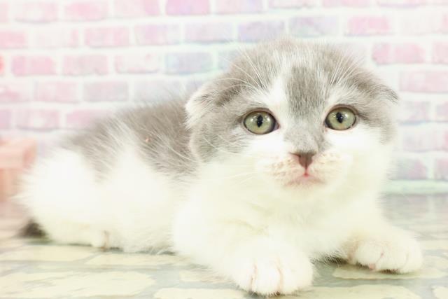 東京都のスコティッシュフォールド (Coo&RIKU秋葉原店/2025年12月14日生まれ/男の子/ブルーホワイト)の子猫の3枚目の画像