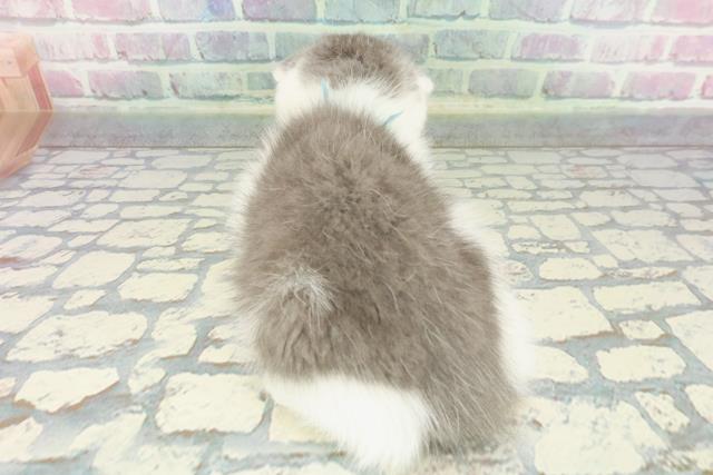 東京都のスコティッシュフォールド (Coo&RIKU秋葉原店/2025年12月14日生まれ/男の子/ブルーホワイト)の子猫の4枚目の画像