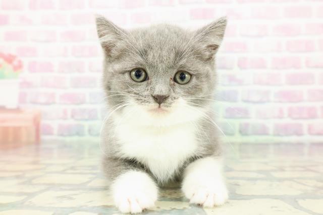 北海道のスコティッシュフォールド (Coo&RIKU岩見沢店/2025年12月14日生まれ/男の子/ブルーホワイト)の子猫の1枚目の画像