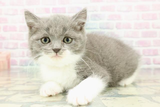 北海道のスコティッシュフォールド (Coo&RIKU岩見沢店/2025年12月14日生まれ/男の子/ブルーホワイト)の子猫の2枚目の画像