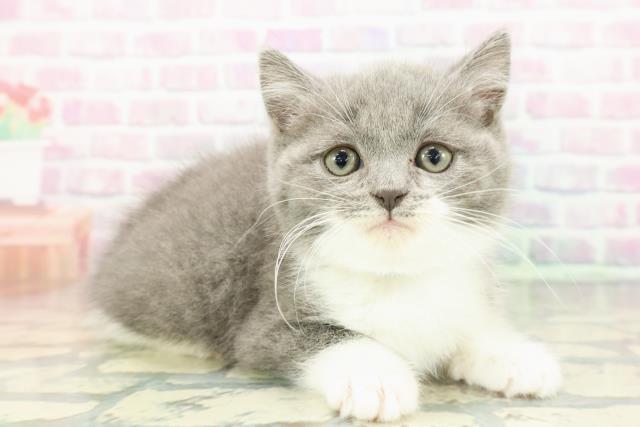 北海道のスコティッシュフォールド (Coo&RIKU岩見沢店/2025年12月14日生まれ/男の子/ブルーホワイト)の子猫の3枚目の画像