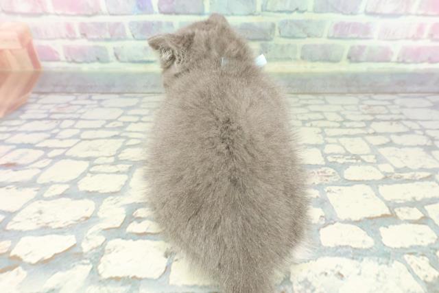 北海道のスコティッシュフォールド (Coo&RIKU岩見沢店/2025年12月14日生まれ/男の子/ブルーホワイト)の子猫の4枚目の画像