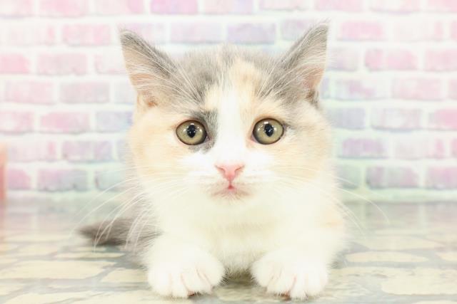 北海道のスコティッシュフォールド (Coo&RIKU室蘭店/2025年12月14日生まれ/女の子/ダイリュートキャリコ)の子猫の1枚目の画像
