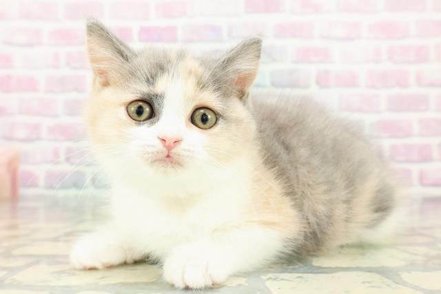 北海道のスコティッシュフォールド (Coo&RIKU室蘭店/2025年12月14日生まれ/女の子/ダイリュートキャリコ)の子猫の2枚目の画像