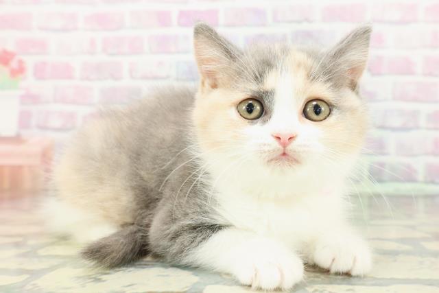 北海道のスコティッシュフォールド (Coo&RIKU室蘭店/2025年12月14日生まれ/女の子/ダイリュートキャリコ)の子猫の3枚目の画像