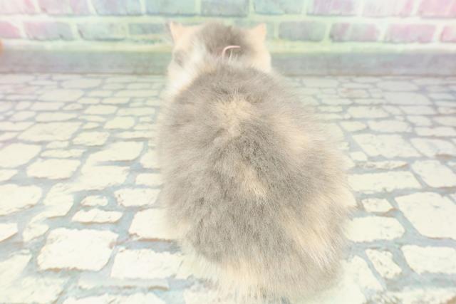 北海道のスコティッシュフォールド (Coo&RIKU室蘭店/2025年12月14日生まれ/女の子/ダイリュートキャリコ)の子猫の4枚目の画像