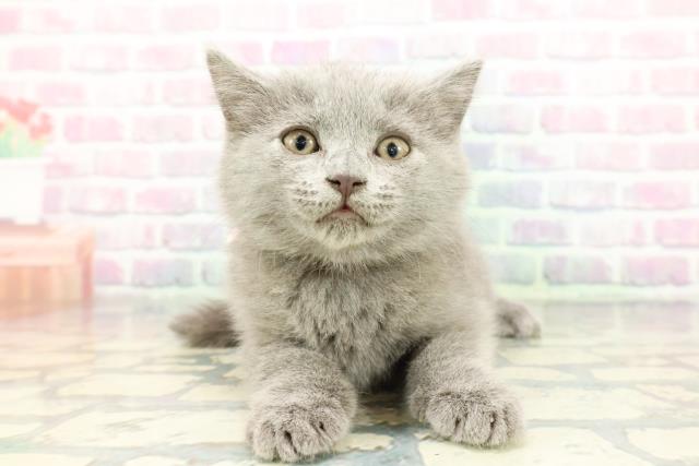東京都のシャルトリュー (Coo&RIKU江戸川店/2025年12月13日生まれ/女の子/ブルー)の子猫の1枚目の画像