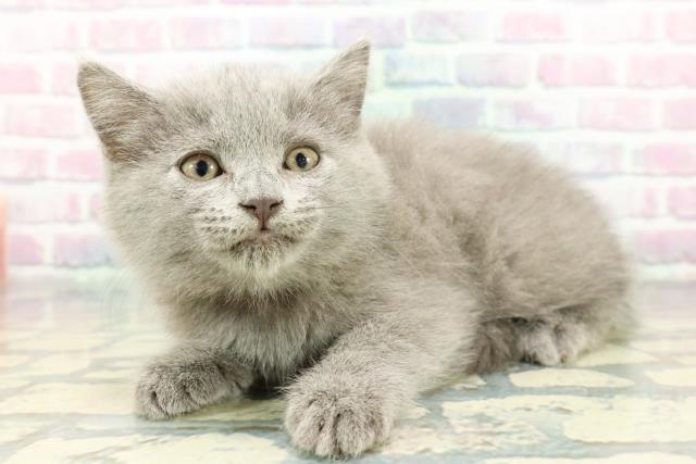 東京都のシャルトリュー (Coo&RIKU江戸川店/2025年12月13日生まれ/女の子/ブルー)の子猫の2枚目の画像