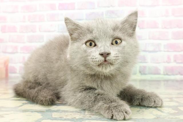 東京都のシャルトリュー (Coo&RIKU江戸川店/2025年12月13日生まれ/女の子/ブルー)の子猫の3枚目の画像