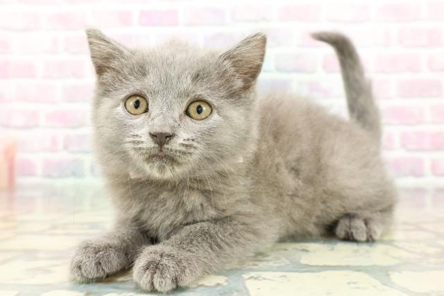 埼玉県のシャルトリュー (Coo&RIKU大宮店/2025年12月13日生まれ/女の子/ブルー)の子猫の2枚目の画像