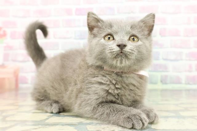 埼玉県のシャルトリュー (Coo&RIKU大宮店/2025年12月13日生まれ/女の子/ブルー)の子猫の3枚目の画像