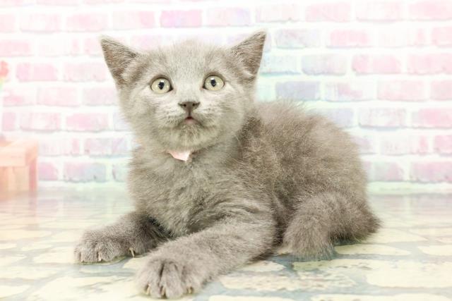 東京都のシャルトリュー (Coo&RIKU中野サンモール店/2025年12月13日生まれ/女の子/ブルー)の子猫の2枚目の画像