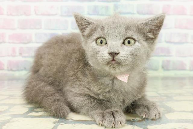 東京都のシャルトリュー (Coo&RIKU中野サンモール店/2025年12月13日生まれ/女の子/ブルー)の子猫の3枚目の画像