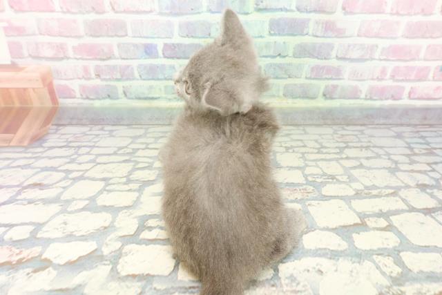 東京都のシャルトリュー (Coo&RIKU中野サンモール店/2025年12月13日生まれ/女の子/ブルー)の子猫の4枚目の画像