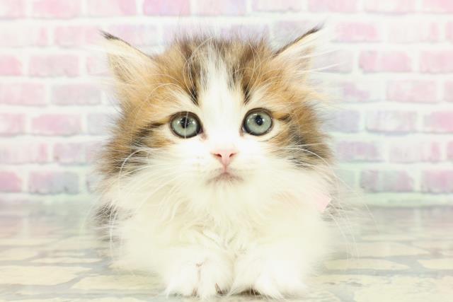 滋賀県のミヌエット (Coo&RIKUアヤハディオ水口店/2025年12月11日生まれ/女の子/ブラウンタビーホワイト)の子猫の1枚目の画像